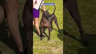 Xoloitzcuintli - Meksika Tüysüz Köpeği #shorts #xoloitzcuintli #doglover #dog #xolo