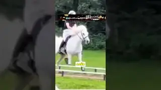 ЭТА ЛОШАДЬ БЕЖИТ КАК ЧЕЛОВЕК ‼️😱/ КОЛЯСКИ ДЛЯ СОБАК?🤔/ КИТАЙСКИЙ ОЛЕНЬ 😄#новости #shorts