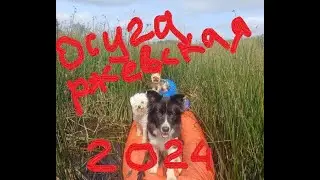 Осуга (ржевская) 2024