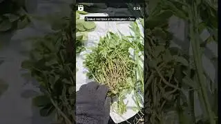 #орчанегуляют и открывают бизнес