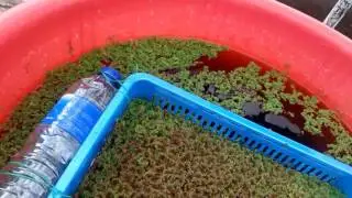 Harvesting Azolla At Rooftop to make mulch for the plant