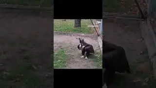 Прогулка по зоопарку г. Николаева до войны. Немного воспоминаний!) #война #николаев #прогулка #я#мы
