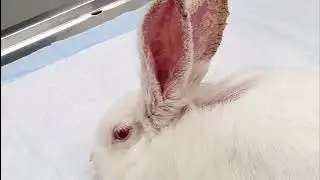 Mange in Rabbits