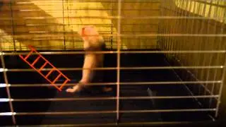 Ferret alarmist