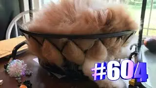 Жидкие коты (часть1)😍💯😘🐱