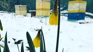 Чуйка пчёл надежней чем прогнозы