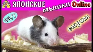 ЯПОНСКИЕ МЫШКИ LOL - ОНЛАЙН / ПРЯМОЙ ЭФИР С МЫШКАМИ / НОВЫЕ ПИТОМЦЫ