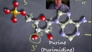 5' and 3' ends of DNA.mov