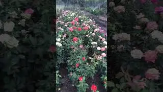 Роза готова к отправке