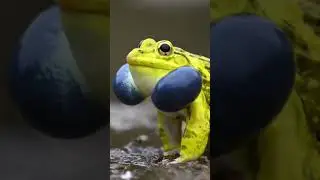 Extreme Indian Bullfrog Sounds - Made For Nature !!!