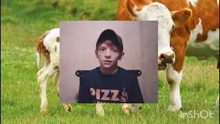 Cattle Facts
