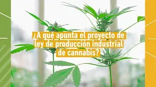 ¿A qué apunta el proyecto de ley de producción industrial de cannabis?