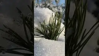 Садовый центр Green Space. Зима ❄️