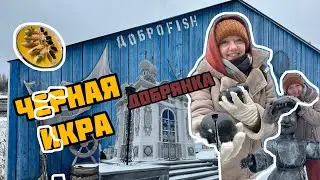 Черная икра в Пермском крае: Добрянка и ДОБРОfish