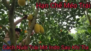 Cách Đi Dinh Dưỡng Nuôi Trái Mít Indo Ruột Đỏ Sau Khi Tỉa Trái và Hạn Chế Méo Trái