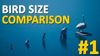 Big and Small Birds | Size Comparison | 3D Comparison Part 1