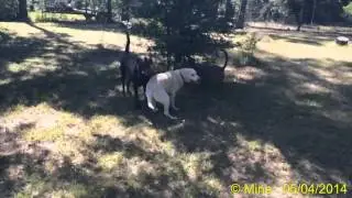 More slo mo dogs