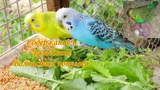 Содержание и размножение Волнистых попугаев!