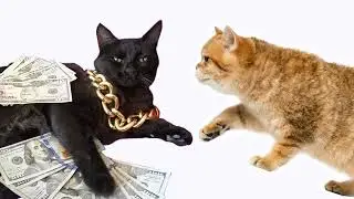 Затравили, затоптали 😓 ➤ Кошка Чечня БлоХер