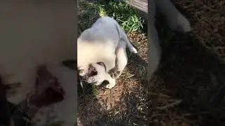 Щенки алабай играют после ужина