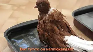Голубь Мишка хочет купаться ✿ Pigeon Mishka wants to bathe