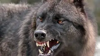 Wolf Growl/Snarl Sound Effect