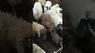 Karmana mol bozor. Qo'y narxlari. 13.01.2024
