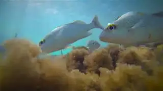 Free Stock Footage Fish Swimming Under Waves Stream