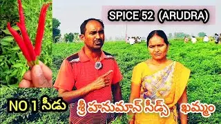 Mirchi cultivation telugu|Chilli seeds telugu|Mirapa vithanalu|Mirapasagu|Chili cultivation telugu