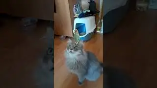 Крик попугая и маска из Tiktok The Parrot on a cat