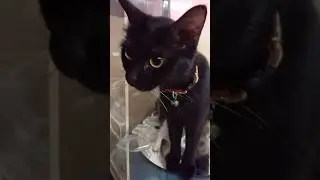 kucing kucingan