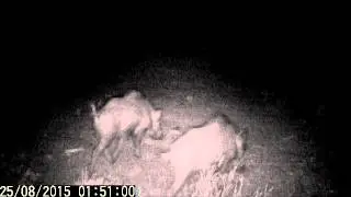 jabalíes grabados de noche