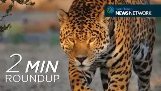 Manatee invasions, salamander snacks & rare jaguars caught on camera