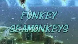 Funky Sea-Monkey's (Close-up!)