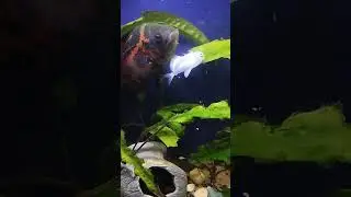 ВСЁ НЕ СЪЕМ НО ПОНАДКУСУЮ 🤣😜👍👍👍