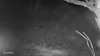Standing possum