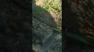 Ant colony