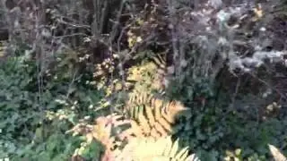 Friendly Fern