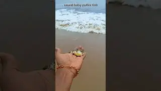 small act big impact: baby puffer fish returned to their sea 🌊 #shorts #sea #pufferfish