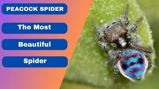 The Most Beautiful Spider In The World | Beastie Beasts