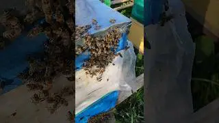 Первый РОЙ 