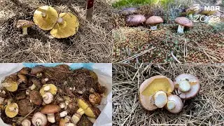 МОЛОДЫЕ АРОМАТНЫЕ МАСЛЯТА ПОД КАЖДЫМ ДЕРЕВОМ