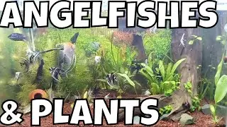 Exquisite Angelfish Varieties Thriving in a Lush Planted Aquarium