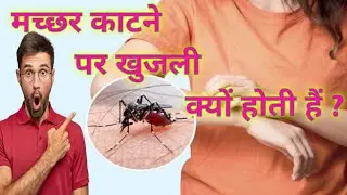 मच्छर के काटने पर खुजली हो तो क्या करें।। What to do if mosquito bites itch