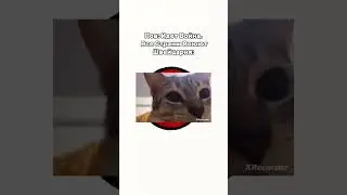 Швейцария: 