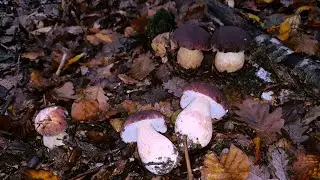 Grande funghi porcini #2024 #funghi #boletus #mushroom #cèpes