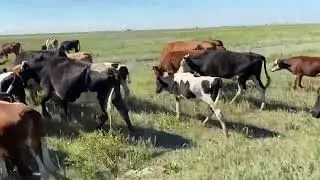 Бычки скоро на откорм