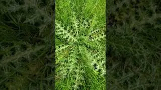 Şevketi Bostan Otu / AKKIZ OTU (Scolymus hispanicus L.)#nature #garden