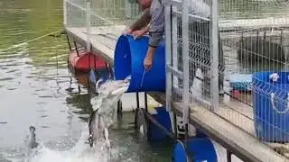 Зарыбление основного водоема форелью.