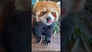 Ну что за милашка🥰🤗Красная 🐼